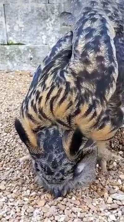 The many sounds that owls can make