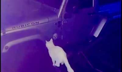 Alarming Catculation