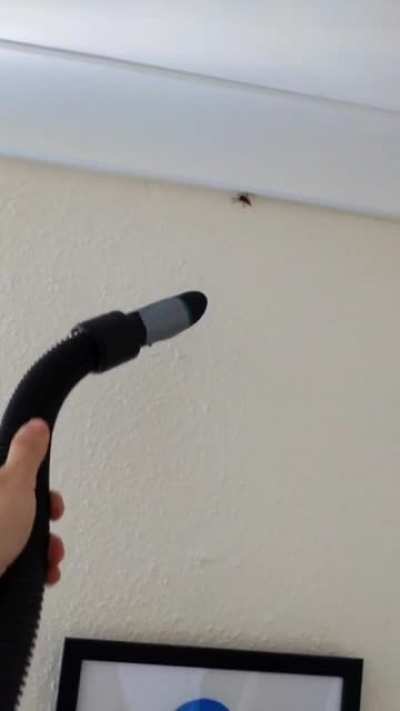 That moment when you lose the spider