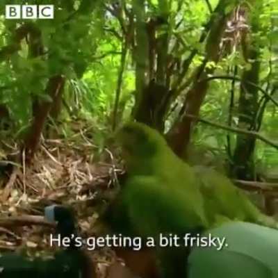 kakapo
