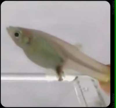 Spawnkill