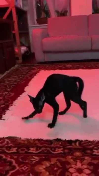 Котик