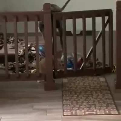 When the dog realizes what happened