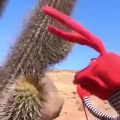 Cactus