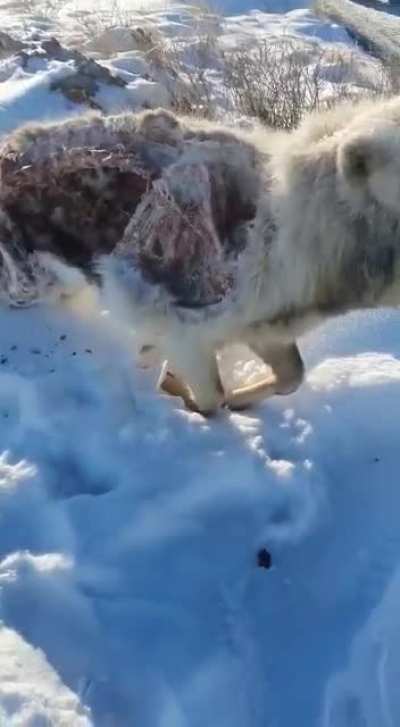 Rekt by the cold