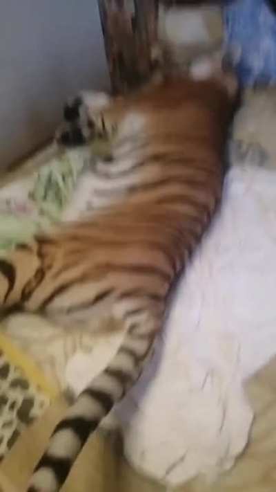 tiger_irl