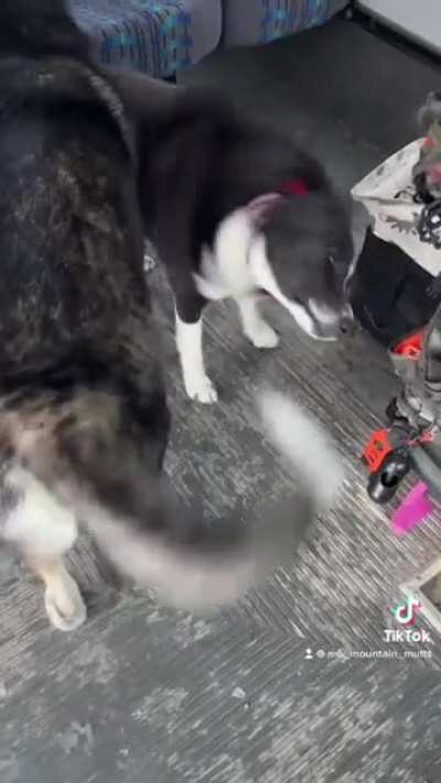Dogs loading up on a bus. I love this so much. Especially the last dog!
