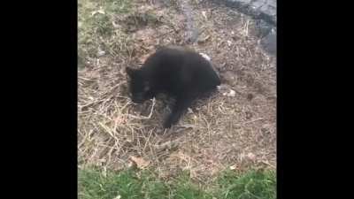 A wild CHONKER appeared!