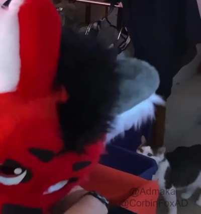 Furry_irl