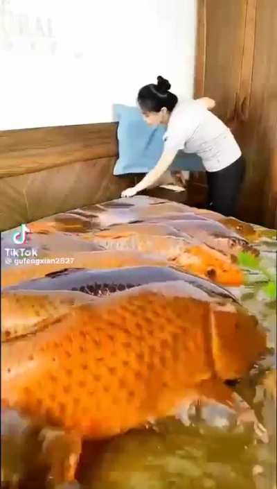 I hate fish blanket 😡