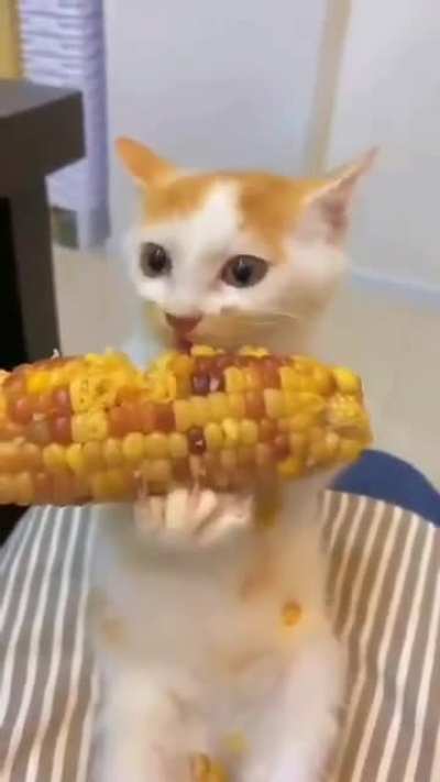nom nom wunk
