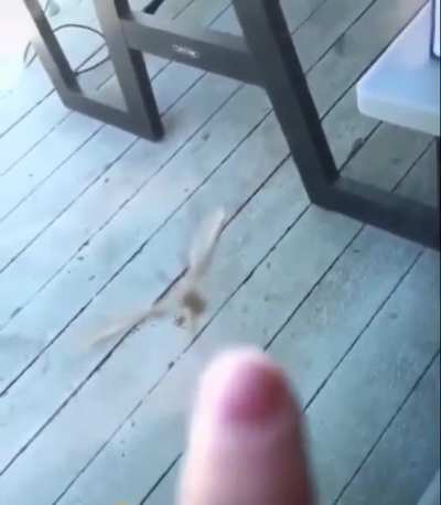 Mr. Spider