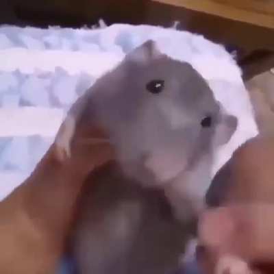 dancing rat? Yes
