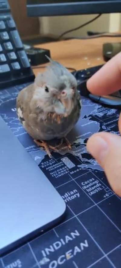 Cuddlebirb
