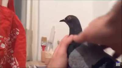 PIGEON