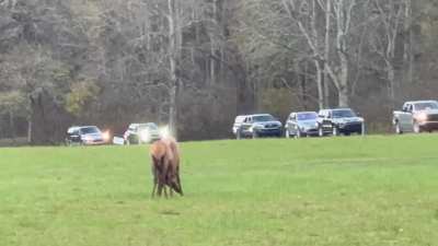 Elk crossing the road at Oconaluftee Visitor Center in Great Smoky Mountains National Park on Thursday