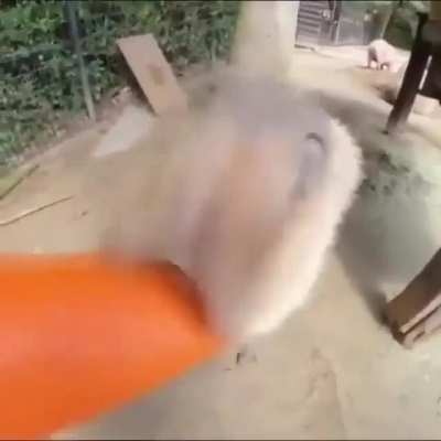 Gym Bro feeds coconyt doggy