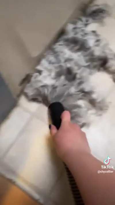 Cleaning up after the dog