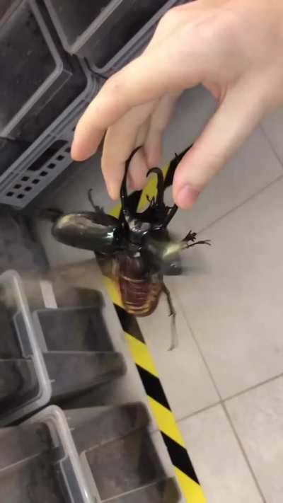 That's the world's largest flying insects, new fear unlocked!