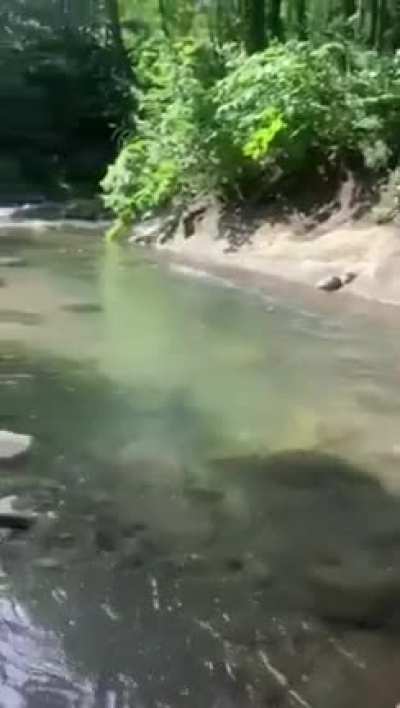 My duck people need me