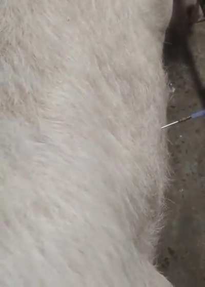 How to treat excessive cow farts