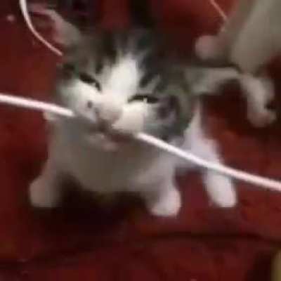 Dumbass cat