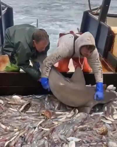 Везучая акула.