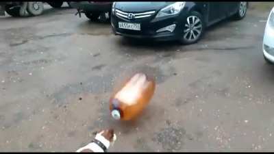 poor doggo
