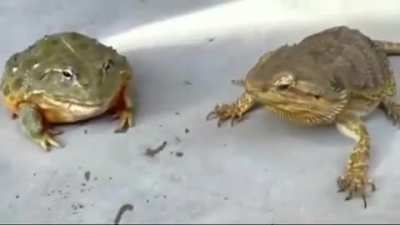Tadinho do sapo kkkk querendo come larva e o arrombado do dragão barbudo roubando. Coitado. Sapo fofo, gordin