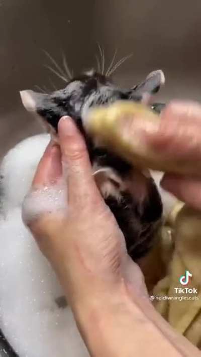 Little meow meows taking a bath