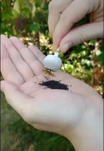 How poppy seeds get out of their shell.