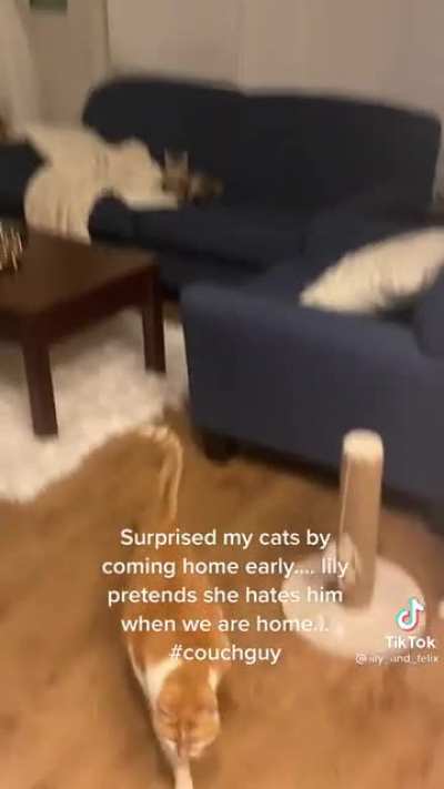 Other cat like wtf goin on