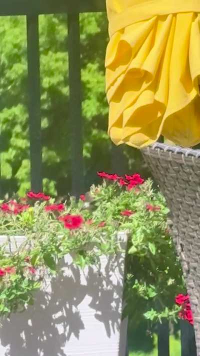 hummingbird