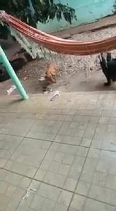 Those dogs find a new toy