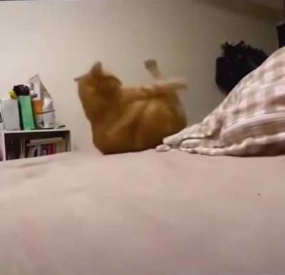 😂Poor kitty