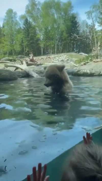 Juniper the bear has duckling snackies.