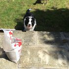 My dogs use team work to play fetch