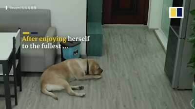 While owner is asleep, dog opens freezer, takes out ice cream, eats ice cream, and throws away all evidence of the crime