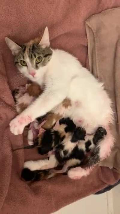 Took a break from fostering for 5 years and recently decided to get back into it a month ago. I thought I was getting an easy >1 y.o. cat... turns out she was pregnant. Gave birth to 8 kittens this morning. Great job Kia!