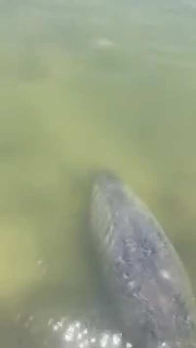Walking on the company dock at lunch....