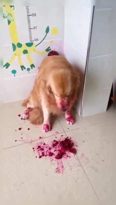 Puppy gets caught