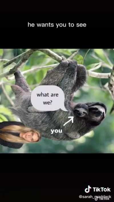 Let’s learn about sloths!