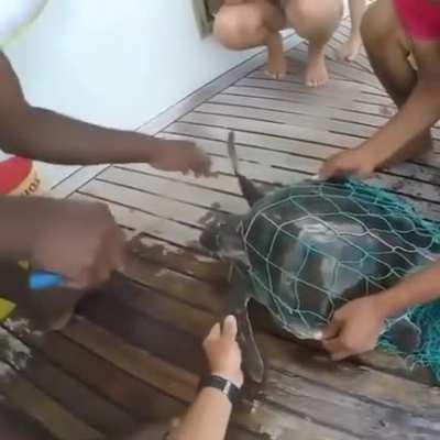 Man takes turtle out of water and tangles it in a net. (r/NextFuckingLevel)