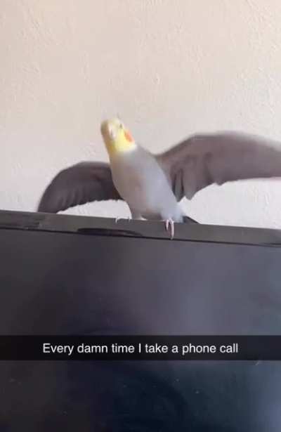 Coworkerbirb