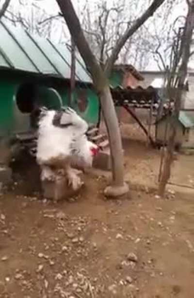 Giant chicken, probably about to fight Peter Griffin, emerges from his coop.