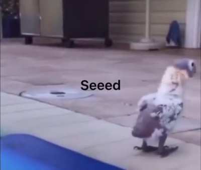 memes