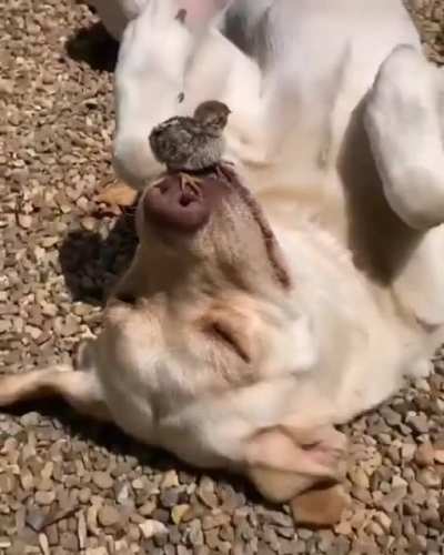 He sleeping.