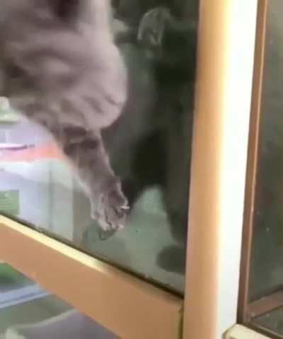 My cat people need me