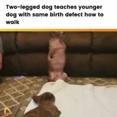 Dog Helps friend learn how to walk