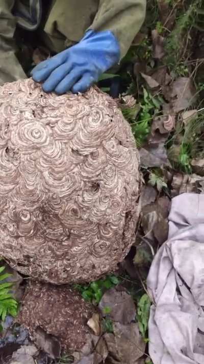 This is what a wasp nest looks like once opened up